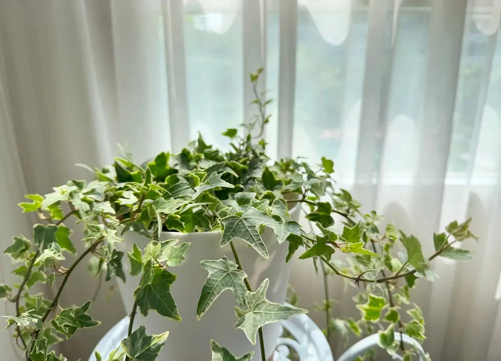 Lierre commun ou Hedera helix, plante dépolluante à large spectre