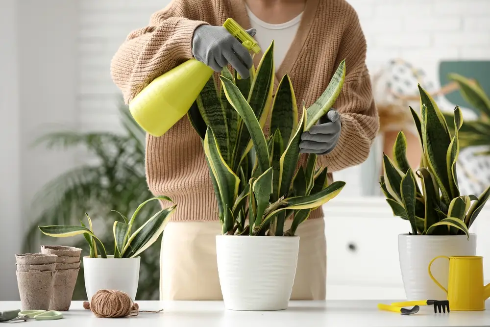 Sansevieria trifasciata, la championne des plantes dépolluantes