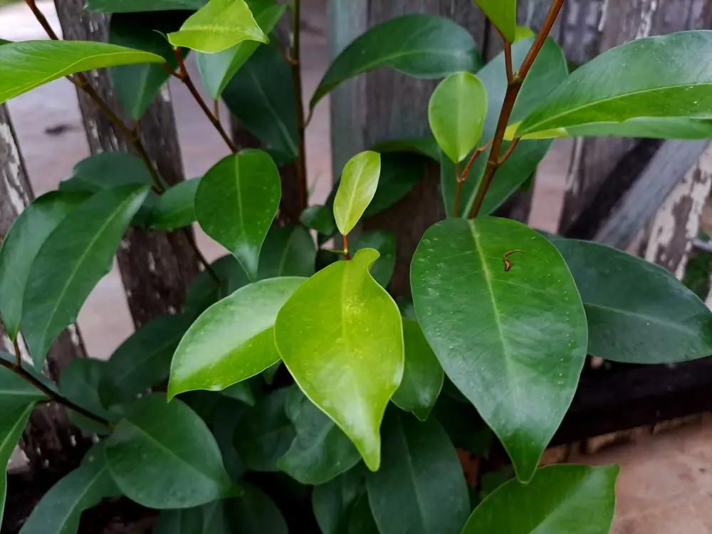 Ficus elastica ou benjamina, grand décoratif dépolluant