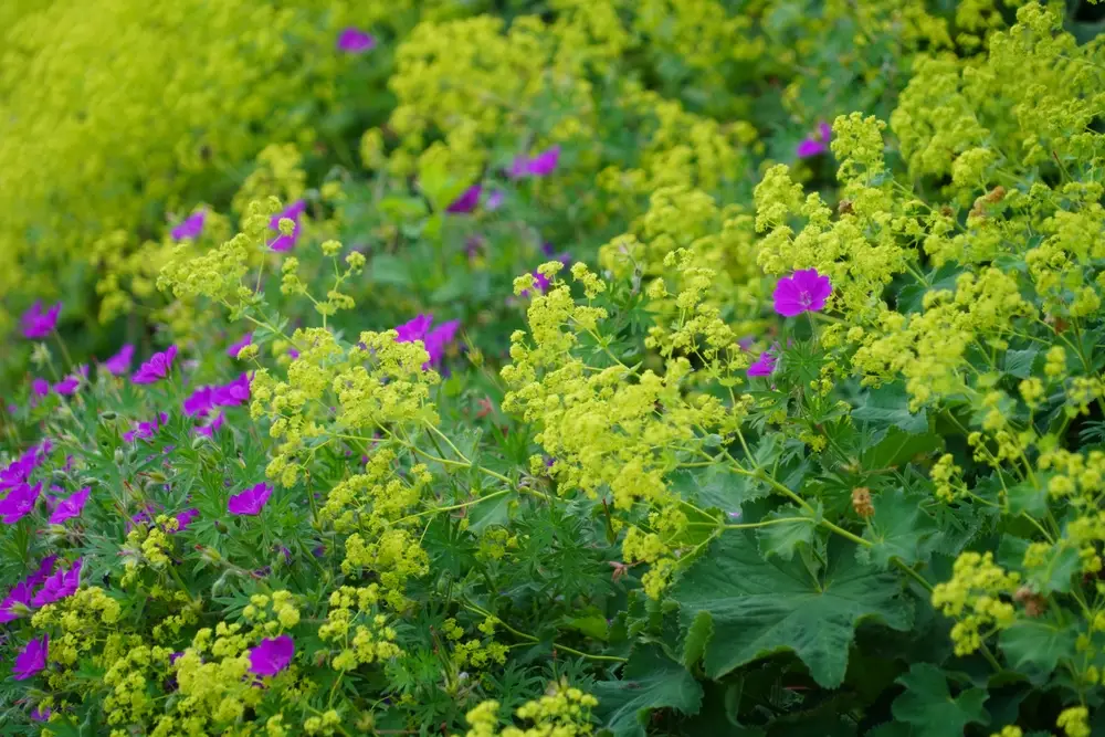 Alchémille mollis, plante couvre-sol au feuillage argenté du jardin anglais
