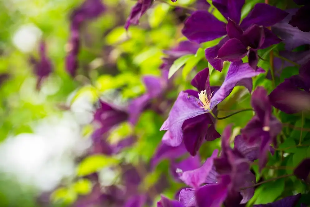 Clématite grimpante sur arche ou pergola, plante verticale du jardin anglais