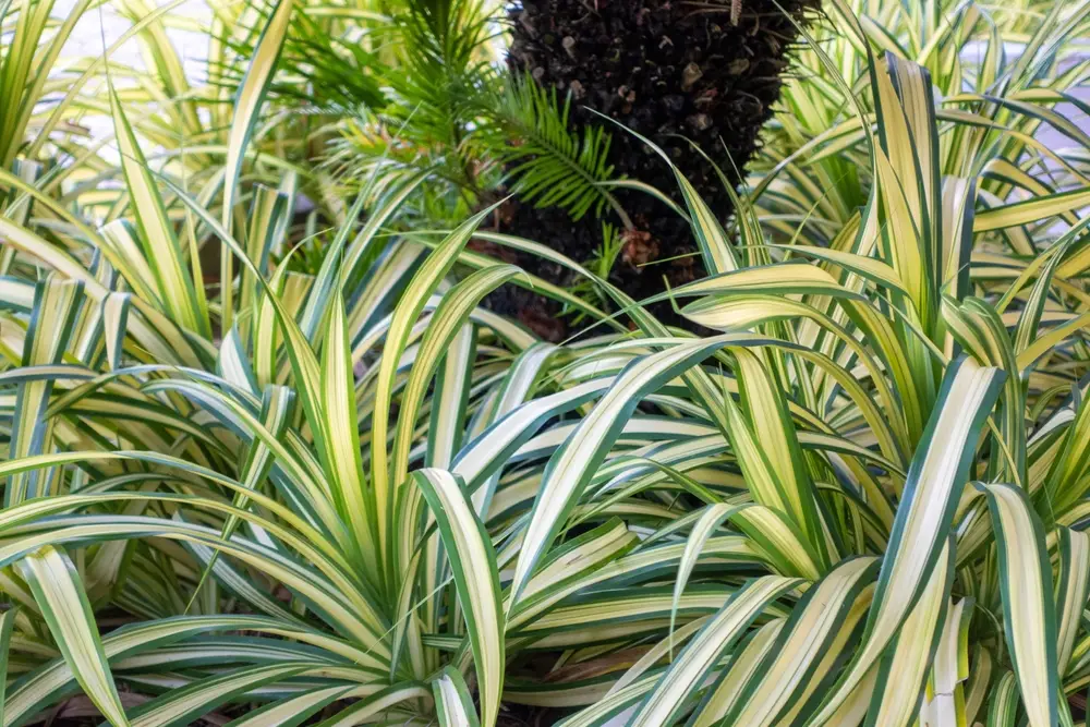 Chlorophytum comosum ou plante araignée, dépolluante non toxique pour animaux