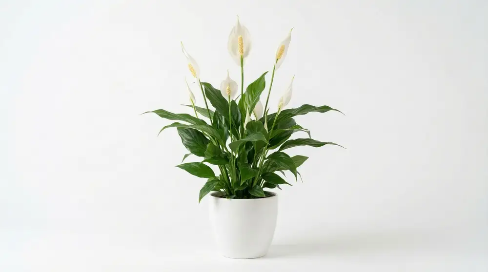 Lys de la paix ou Spathiphyllum, plante dépolluante à floraison blanche