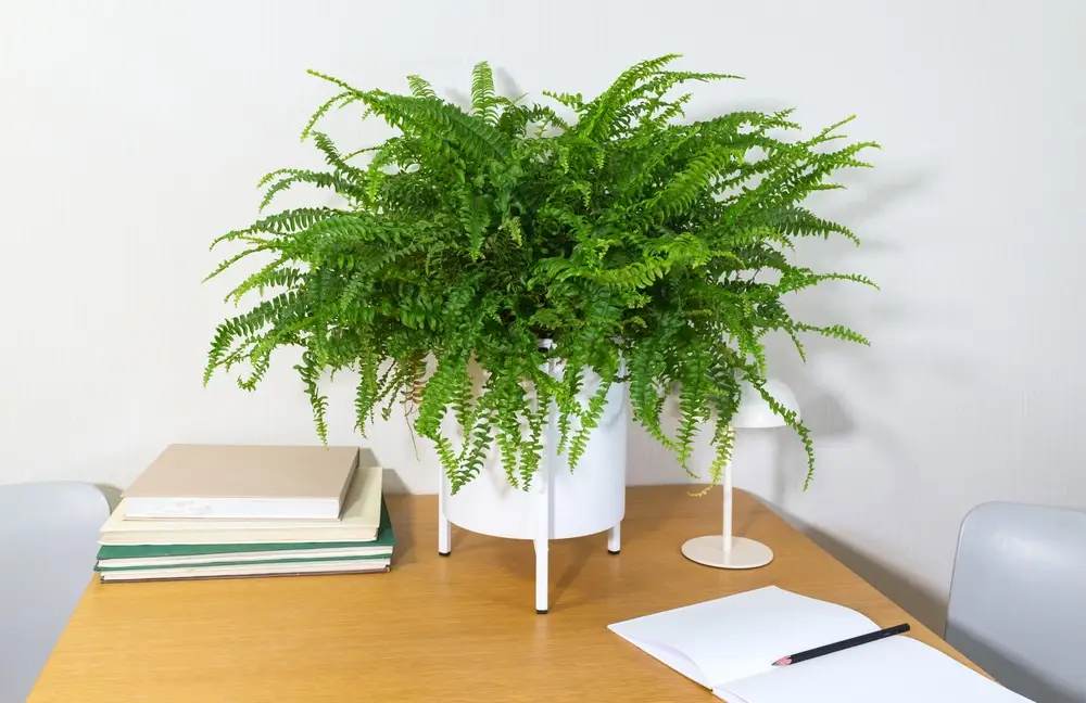 Fougère de Boston ou Nephrolepis exaltata, dépolluante humidificatrice