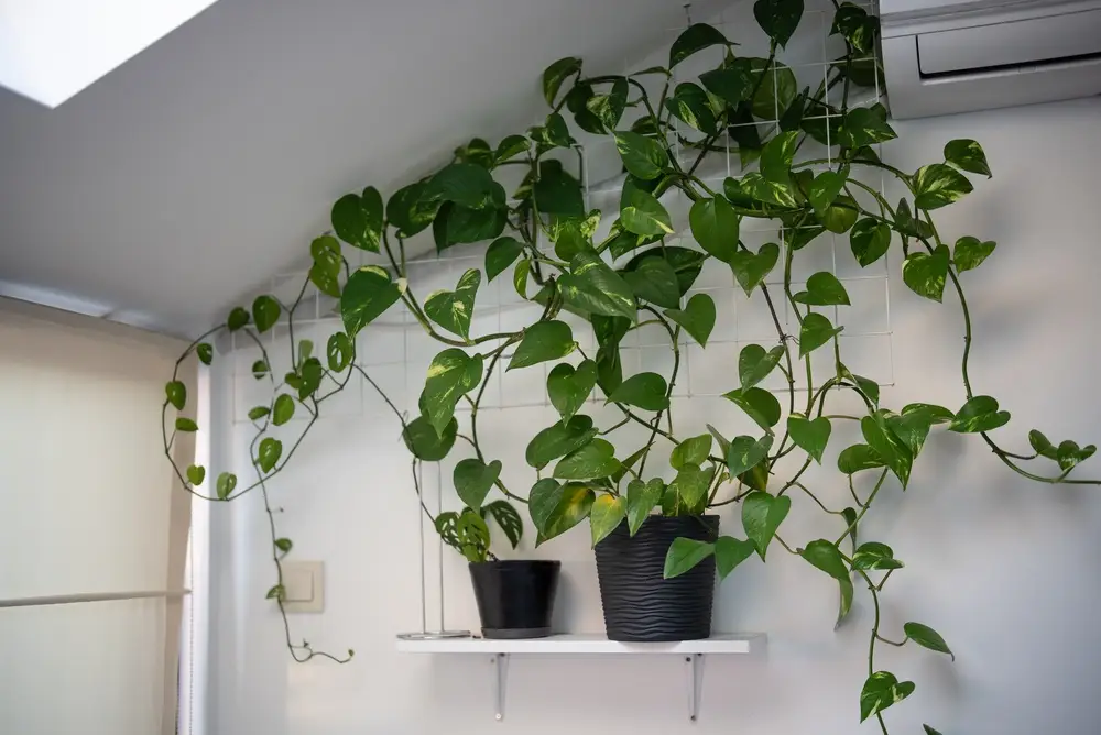 Pothos ou Epipremnum aureum, plante dépolluante indestructible