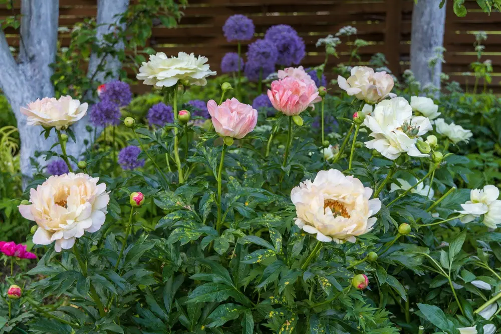 Pivoine herbacée, plante vivace opulente du jardin anglais