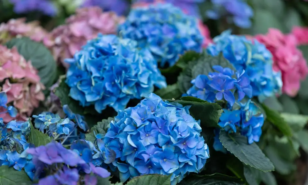 Hortensia bleu, arbuste romantique du jardin à l'anglaise