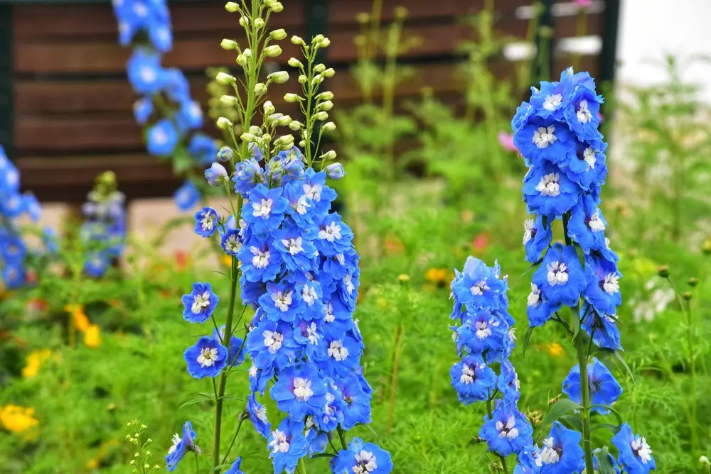 Delphinium ou pied-d'alouette, plante verticale bleue emblématique du jardin anglais