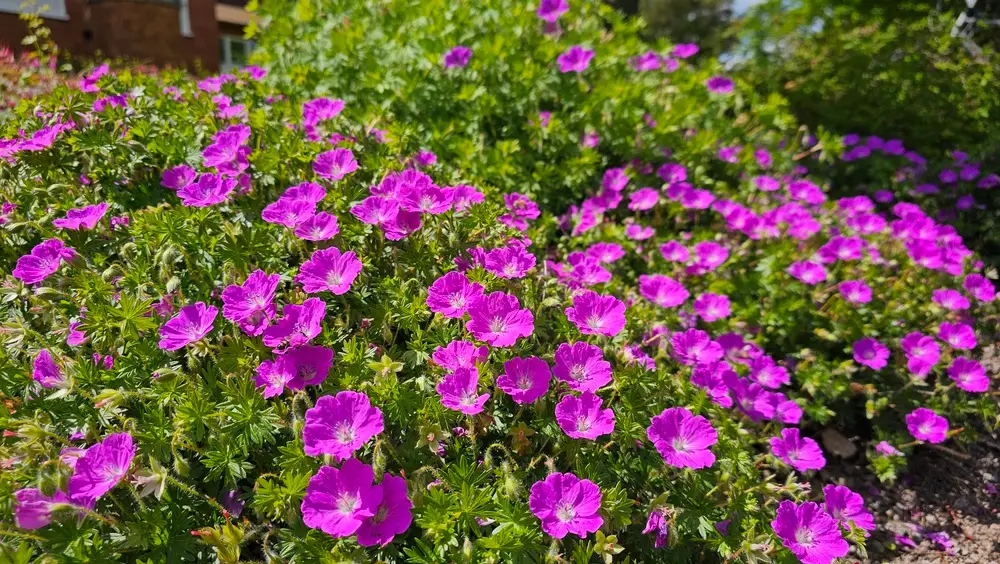Géranium vivace, plante couvre-sol indispensable du mixed border anglais
